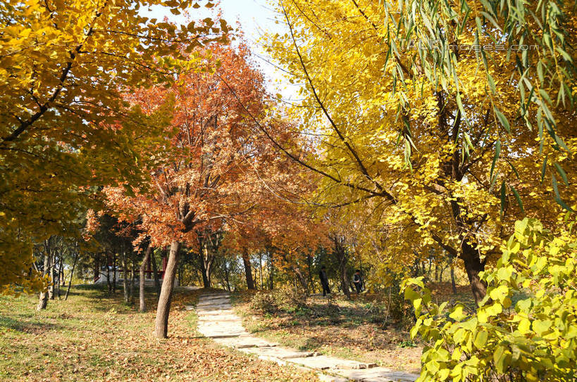 无人,公园,横图,室外,白天,正面,旅游,度假,草地,草坪,名胜古迹,秋季,植物,标志建筑,道路,地标,建筑,路,叶子,北京,圆明园,中国,亚洲,阴影,遗迹,光线,影子,小路,枯叶,落叶,交通,首都,古迹,文物,娱乐,建设,古建筑,草,树,树木,绿色,天空,阳光,自然,天,享受,休闲,旅游胜地,放松,生长,成长,古文明,东亚,海淀区,中华人民共和国,北京市,京,北平,华北地区,梧桐,中国梧桐,青桐,叶,叶片,秋,秋天,彩图,圆明园遗址,圆明园遗址公园,shsgf1