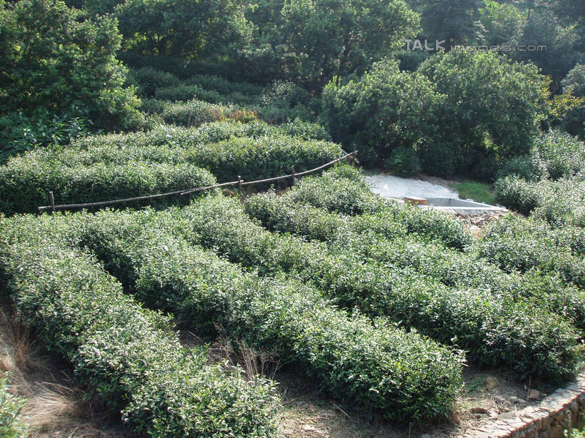 无人,横图,室外,白天,正面,旅游,度假,幸福,草地,草坪,美景,山,山脉,树林,植物,茶,太湖,中国,亚洲,阴影,光线,影子,景观,山峰,茶叶,山峦,娱乐,茶园,江苏,苏州,草,树,树木,绿色,阳光,自然,群山,享受,休闲,温馨,景色,放松,乐趣,缥缈峰,西山,生长,成长,提神,舒适,自然风光,醒脑,茶场,东亚,江苏省,苏州市,中华人民共和国,华东地区,苏,吴中区,彩图,洞庭西山,包山,shslj1