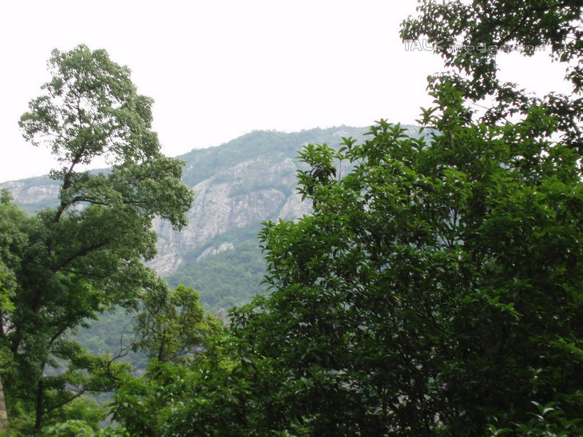 无人,横图,室外,白天,仰视,旅游,度假,石头,美景,森林,山,山脉,树林,植物,中国,亚洲,石子,景观,山峰,悬崖,山峦,娱乐,浙江,树,树木,浙江省,绿色,天空,自然,群山,天,享受,休闲,景色,放松,雁荡山,生长,成长,自然风光,东亚,中华人民共和国,华东地区,浙,温州,温州市,绝壁,石块,岩石,彩图,低角度拍摄,shslj1