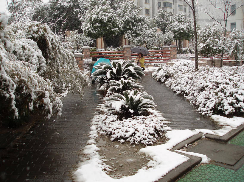 无人,横图,俯视,室外,白天,旅游,度假,美景,雪,植物,大雪,积雪,景观,雪景,冬季,冬天,娱乐,树,树木,绿色,自然,享受,休闲,景色,放松,寒冷,生长,成长,自然风光,严寒,彩图,高角度拍摄,shslj1