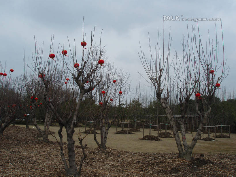 无人,公园,横图,室外,白天,正面,旅游,度假,草地,草坪,美景,植物,上海,中国,亚洲,盛开,景观,云,云朵,梅花,花蕾,云彩,娱乐,浦东,草,花,花瓣,花朵,鲜花,树,树木,绿色,白云,天空,自然,天,花苞,花蕊,享受,休闲,景色,放松,世纪公园,生长,成长,申,高雅,坚强,自然风光,浦东新区,东亚,上海市,中华人民共和国,沪,华东地区,春梅,梅,彩图,浦东中央公园,shslj1