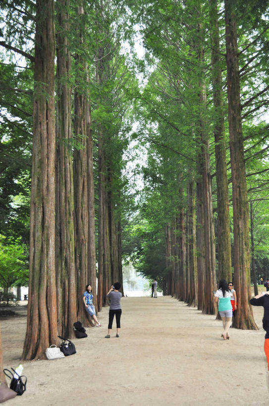 东方人,站,走,竖图,室外,白天,正面,旅游,度假,美景,森林,树林,植物,松树,春川,南怡岛,韩国,亚洲,行人,游客,游人,服装,景观,树桩,许多人,休闲装,黄种人,娱乐,路人,旅客,树,树干,树木,衣服,绿色,自然,站着,一群人,享受,休闲,休闲服,木桩,景色,放松,服饰,生长,成长,自然风光,杉树,坚定,东亚,长寿,贞洁,大韩民国,江原道,春川市,过客,男人,男性,年轻男性,年轻女性,女人,女性,亚洲人,步行,散步,站立,走路,半身,彩图,道,shslj1