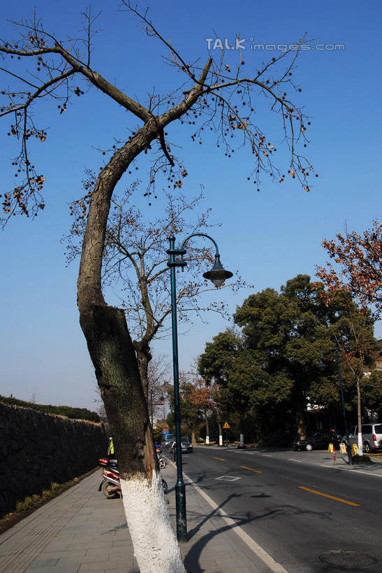 无人,竖图,室外,白天,正面,旅游,度假,美景,植物,道路,路,路灯,公路,照明,中国,亚洲,阴影,光线,影子,景观,灯光,分界线,枝条,停车线,交通,娱乐,浙江,灯,树,树木,树枝,浙江省,蓝色,绿色,蓝天,天空,阳光,自然,天,享受,休闲,景色,放松,生长,晴朗,成长,杭州,车行道,车行道分界线,照亮,照明设备,自然风光,标线,东亚,车行线,杭州市,万里无云,中华人民共和国,华东地区,省会,浙,虬枝,枝杈,晴空,晴空万里,马路,彩图,shwf1