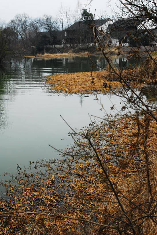 无人,公园,家,码头,竖图,室外,白天,正面,旅游,度假,河流,美景,水,植物,港口,芦苇,叶子,中国,亚洲,阴影,光线,影子,房屋,屋子,河水,景观,水流,粽叶,绿叶,枝条,娱乐,浙江,楼房,住宅,树,树木,树枝,浙江省,蓝色,绿色,蓝天,天空,阳光,自然,天,享受,休闲,嫩叶,瓦房,景色,放松,生长,晴朗,成长,杭州,西溪,自然风光,东亚,杭州市,万里无云,中华人民共和国,华东地区,省会,浙,箬叶,芦苇叶,虬枝,枝杈,西湖区,叶,叶片,晴空,晴空万里,彩图,房子,摆渡口,埠头,渡口,渡头,港湾,海港,货运码头,口岸,商港,西溪国家湿地公园,杭州之肺,杭州西溪国家湿地公园,shwf1