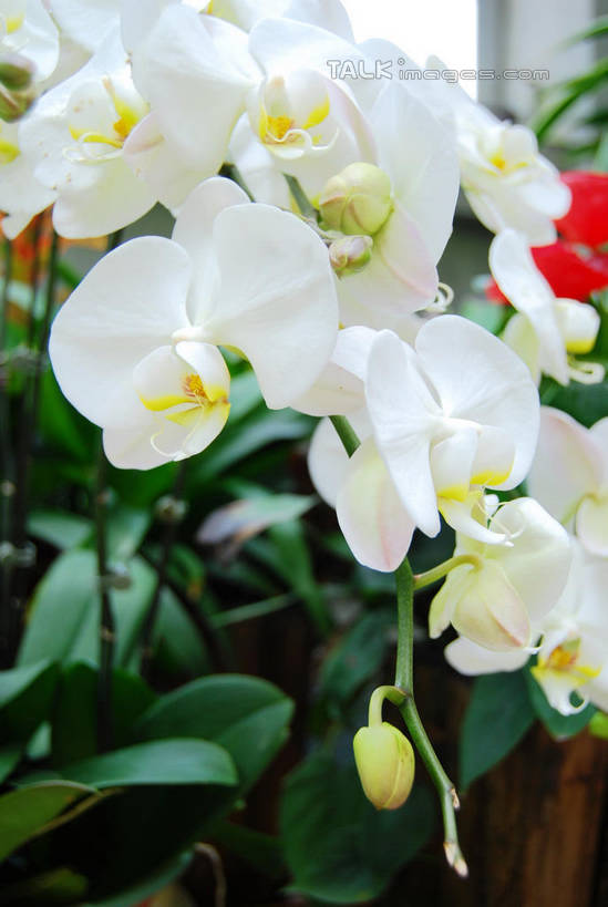 无人,竖图,室外,特写,白天,正面,美景,蝴蝶兰,叶子,朦胧,模糊,盛开,景观,绿叶,花蕾,花,花瓣,花朵,鲜花,白色,自然,花苞,花蕊,嫩叶,景色,自然风光,蝶兰,兰中皇后,兰花,叶,叶片,彩图,兰花之后,台湾蝴蝶兰,shxw1