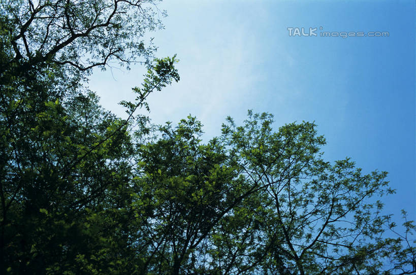 无人,横图,室外,特写,白天,仰视,美景,树林,植物,上海,中国,亚洲,阴影,光线,影子,景观,枝条,树,树木,树枝,蓝色,绿色,蓝天,天空,阳光,自然,天,景色,生长,晴朗,成长,辰山植物园,申,自然风光,东亚,松江区,上海市,万里无云,中华人民共和国,沪,华东地区,虬枝,枝杈,上海辰山植物园,晴空,晴空万里,彩图,低角度拍摄,shylt1