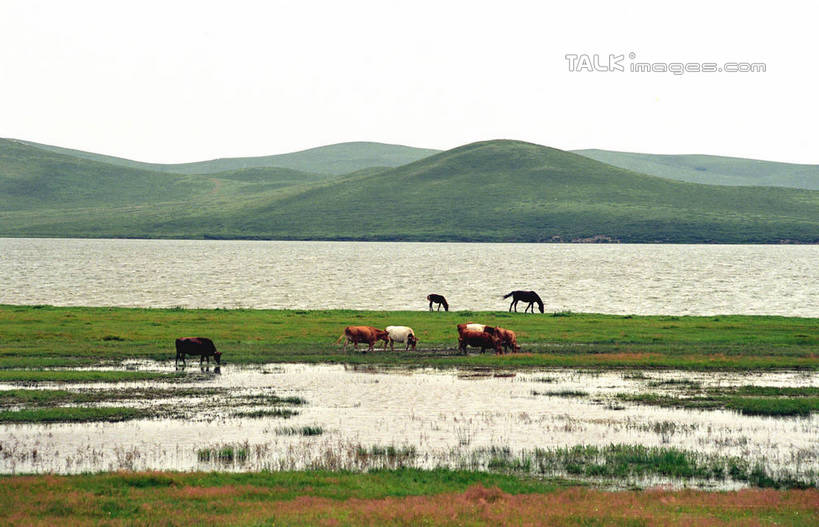 无人,站,横图,室外,白天,正面,旅游,度假,草地,草原,河流,美景,山,山脉,水,植物,马,野生动物,中国,亚洲,许多,阴影,波纹,光线,影子,河水,景观,旷野,山顶,山峰,水流,涟漪,山峦,很多,注视,娱乐,草,绿色,倒影,水纹,阳光,自然,动物,波浪,群山,观察,看,站着,享受,休闲,景色,放松,蒙,运输,牲畜,观看,察看,倒映,关注,自然风光,原野,东亚,内蒙古,锡林郭勒草原,中华人民共和国,华北地区,水晕,锡盟,锡林郭勒盟,内蒙古自治区,颠峰,极峰,反照,站立,彩图,全身,shzwj1