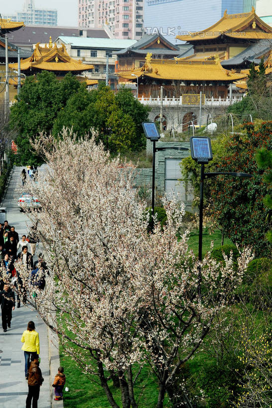 无人,高楼大厦,寺庙,竖图,室外,白天,正面,旅游,度假,草地,草坪,名胜古迹,植物,标志建筑,大厦,地标,建筑,摩天大楼,上海,中国,亚洲,阴影,节日,遗迹,盛开,光线,影子,建筑群,花蕾,古迹,文化,文物,娱乐,建设,古建筑,草,花,花瓣,花朵,鲜花,树,树木,南京西路,蓝色,绿色,蓝天,天空,阳光,自然,庙宇,天,花苞,花蕊,祈祷,享受,休闲,健康,旅游胜地,放松,许愿,宗教,佛教,信仰,生长,晴朗,成长,纪念,静安寺,祈求,申,古文明,东亚,静安区,上海市,万里无云,中华人民共和国,沪,华东地区,释教,平安,晴空,晴空万里,彩图,大楼,高层建筑,高楼,庙,摩天楼,寺,静安古寺,shzxz1