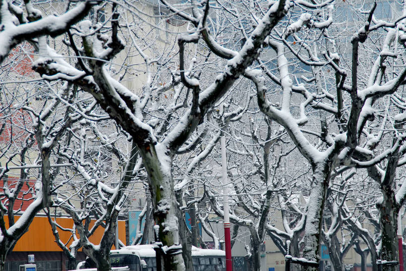 无人,商店,横图,室外,白天,正面,购物,度假,消费,美景,雪,植物,大雪,城市风光,超市,城市,商场,上海,中国,亚洲,积雪,景观,雪景,冬季,冬天,枝条,娱乐,树,树木,树枝,绿色,自然,享受,休闲,景色,放松,寒冷,金融,百货,生长,成长,申,选购,贸易,百货公司,东亚,上海市,中华人民共和国,沪,华东地区,血拼,严寒,虬枝,枝杈,彩图,购物商场,购物中心,商业中心,shzxz1