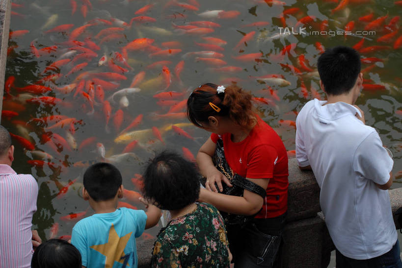 东方人,儿童,栏杆,站,横图,俯视,室外,白天,纯洁,锦鲤,鲤鱼,亚洲,一群,许多,行人,游客,游人,弯腰,波纹,服装,鱼,池塘,水池,围栏,涟漪,很多,许多人,注视,休闲装,黄种人,鱼类,护栏,路人,旅客,小孩,衣服,倒影,水纹,波浪,观察,看,站着,一群人,休闲,休闲服,可爱,童年,童趣,服饰,观看,察看,倒映,关注,水生动物,水生物,童真,烂漫,无邪,水晕,弯身,观赏鱼,反照,过客,天真,男孩,男人,男性,年轻男性,年轻女性,女人,女性,亚洲人,孩子,鲤子,鲤拐子,站立,半身,彩图,高角度拍摄,淡水生物,男生,shzxz1