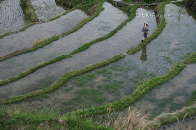 东方人,一个人,农民,农田,走,横图,俯视,室外,白天,旅游,度假,农业,庄稼,梯田,农作物,草地,草坪,美景,山,山脉,植物,帽子,中国,亚洲,仅一个男性,仅一个人,仅一个中年男性,服装,曲折,弯曲,草帽,稻田,景观,山峰,山峦,休闲装,黄种人,娱乐,浙江,草,浙江省,衣服,绿色,自然,群山,享受,休闲,休闲服,景色,放松,服饰,蜿蜒,自然风光,东亚,永嘉,中华人民共和国,华东地区,浙,茗岙,温州,温州市,男人,男性,中年男性,亚洲人,佃农,农场主,农夫,农工,乡下人,小农,庄稼人,步行,散步,走路,彩图,高角度拍摄,全身,耕地,庄稼田,茗岙乡,永嘉县,shzyn1