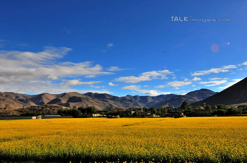 无人,横图,室外,白天,正面,旅游,度假,草地,草坪,花海,花圃,美景,山,山脉,树林,植物,叶子,中国,亚洲,许多,阴影,盛开,光线,影子,房屋,屋子,景观,山峰,云,云朵,山峦,花蕾,云彩,娱乐,西藏,草,花,花瓣,花朵,鲜花,树,树木,黄色,蓝色,绿色,白云,蓝天,天空,阳光,自然,花丛,花束,花田,群山,天,花苞,花蕊,油菜花,享受,休闲,景色,放松,生长,成长,自然风光,藏,东亚,西藏自治区,中华人民共和国,西南地区,彩图,房子,yzdzj1