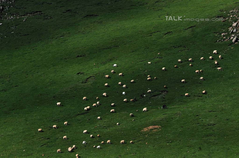无人,站,吃,横图,俯视,航拍,室外,白天,旅游,度假,畜牧业,草地,草原,草坪,美景,山,植物,羊,中国,亚洲,许多,阴影,光线,影子,景观,山峰,山峦,娱乐,家禽,西藏,草,绿色,阳光,自然,动物,天,低头,站着,享受,休闲,家畜,景色,放松,牲畜,生长,成长,鸟瞰,自然风光,藏,东亚,西藏自治区,畜牧,中华人民共和国,西南地区,牧业,绵羊,嚼,食,站立,彩图,高角度拍摄,yzdzj1