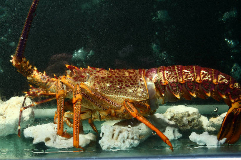 海鲜,龙虾,无人,横图,室内,特写,白天,侧面,水,玻璃,朦胧,模糊,液体,水滴,虾,鱼缸,水产,海洋生物,玻璃制品,一只,橙色,水生动物,海产品,水生物,澳洲龙虾,海底动物,澳洲大龙虾,半身,彩图,澳龙,shjb1