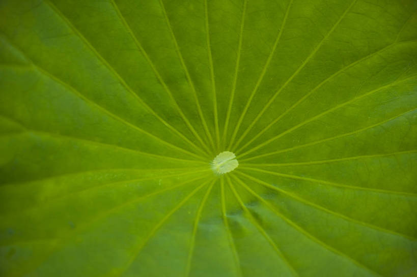 横图,彩色,室外,特写,白天,植物,中国,亚洲,观赏,荷叶,美丽,花,花朵,花卉,自然,摄影,美好,东亚,中华人民共和国,荷花,bj174