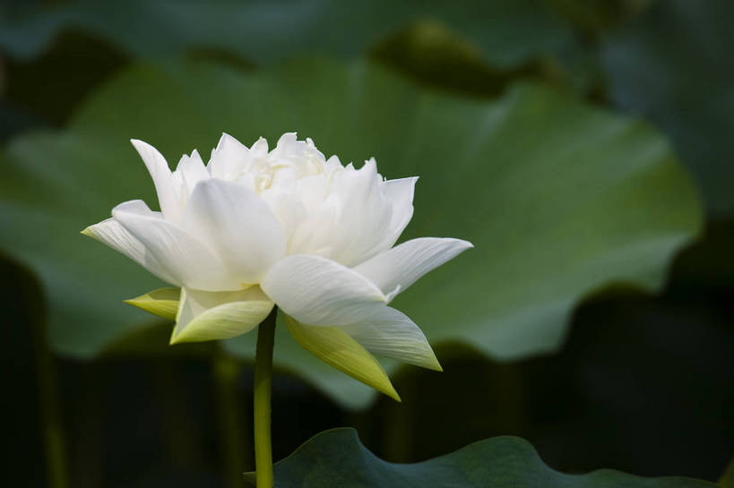 横图,彩色,室外,特写,白天,植物,中国,亚洲,观赏,荷叶,美丽,花,花朵,花卉,自然,摄影,美好,东亚,中华人民共和国,荷花,bj174