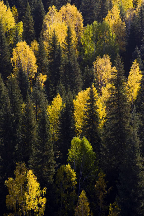 无人,竖图,彩色,室外,特写,白天,旅游,度假,草原,名胜古迹,树林,标志建筑,地标,建筑,中国,亚洲,遗迹,古迹,文物,娱乐,建设,古建筑,树,自然,享受,休闲,旅游胜地,放松,竖,摄影,自然风光,杉树,古文明,东亚,新疆,中华人民共和国,阿勒泰,旅行,禾木,bj174