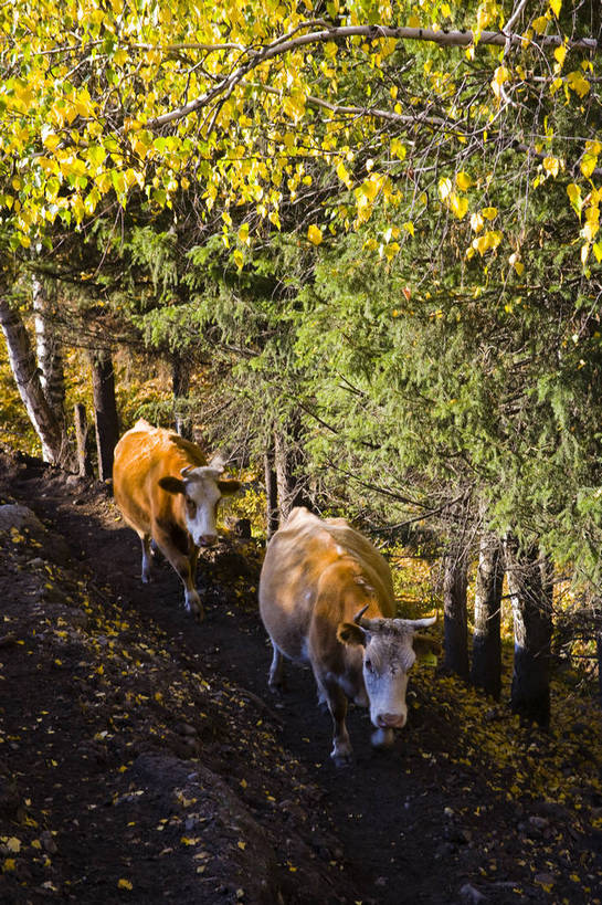 无人,竖图,彩色,室外,特写,白天,旅游,度假,名胜古迹,树林,标志建筑,地标,建筑,牛,中国,亚洲,遗迹,古迹,文物,娱乐,建设,古建筑,树,自然,享受,休闲,旅游胜地,放松,竖,摄影,自然风光,杉树,古文明,东亚,新疆,中华人民共和国,阿勒泰,旅行,禾木,bj174