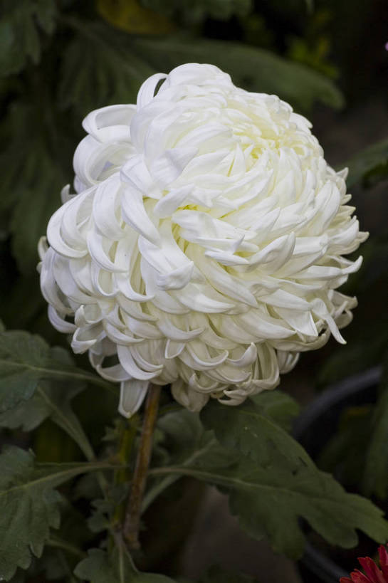 无人,竖图,彩色,室外,特写,白天,植物,美丽,花,花朵,花卉,自然,菊花,竖,摄影,bj174