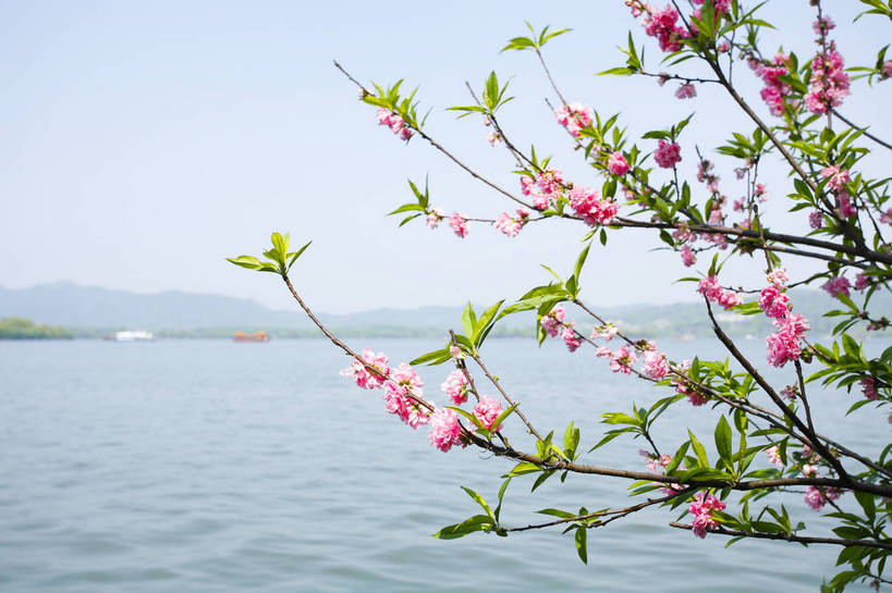 横图,彩色,室外,白天,旅游,度假,名胜古迹,标志建筑,地标,建筑,桃花,西湖,中国,遗迹,图片,古迹,文物,娱乐,建设,古建筑,浙江,树木,桃树,湖水,春季,春天,享受,休闲,旅游胜地,放松,摄影,杭州,自然风光,古文明,东亚,苏堤,旅行,苏堤春晓,bj174