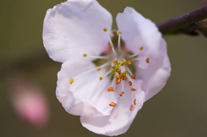 横图,彩色,室外,特写,白天,樱花,北京,中国,局部,图片,花,花朵,花卉,自然,摄影,东亚,bj174
