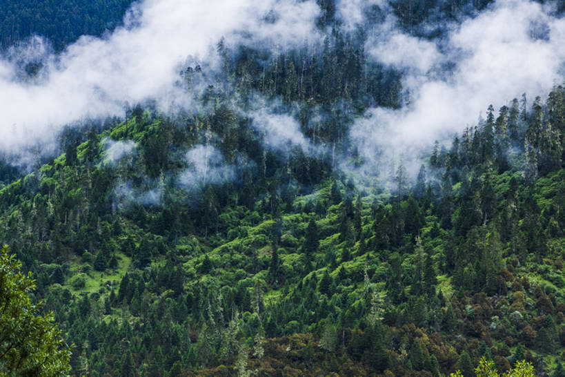 无人,横图,室外,白天,旅游,度假,美景,森林,山,树林,中国,亚洲,地形,景观,娱乐,炊烟,西藏,树,绿色,风景,自然,享受,休闲,烟,景色,放松,茂密,摄影,茂盛,宁静,清新,自然风光,东亚,西藏自治区,地貌,自然地理,彩图,bj175