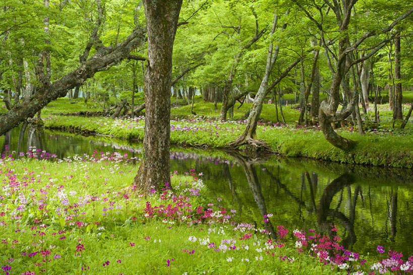 无人,横图,室外,白天,留白,旅游,度假,草地,河流,美景,森林,水,日光,丰富,盛开,反射,地形,景观,田地,野花,花蕾,娱乐,草,雏菊,花,花瓣,花朵,鲜花,绿色,风景,小溪,自然,春天,花苞,花蕊,享受,休闲,景色,放松,季节,茂密,摄影,银莲花,茂盛,生长,宁静,环境,清新,自然风光,橡树,彩图,林区,头状花序,bj175