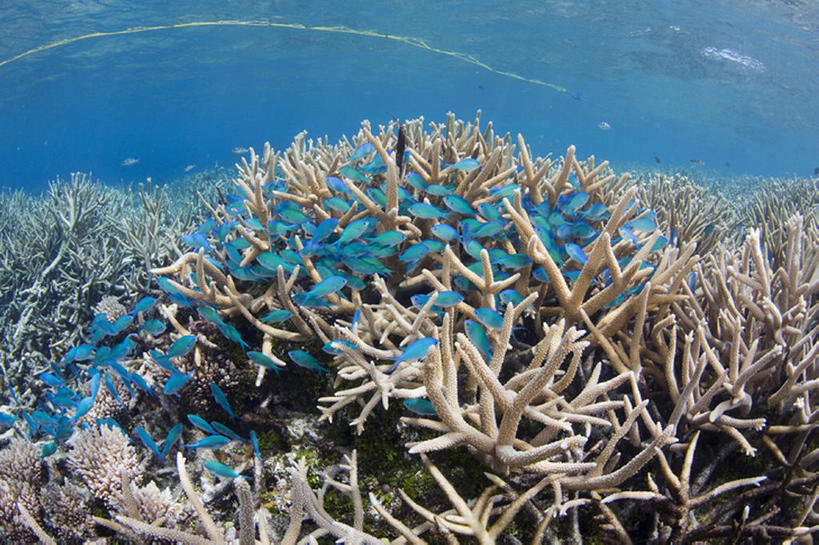 游泳,无人,横图,白天,旅游,度假,海底,水下,海洋,美景,密克罗尼西亚,一群,许多,珊瑚,景观,很多,娱乐,鱼类,风景,自然,享受,休闲,景色,放松,摄影,宁静,热带气候,自然风光,罕见,荒僻,偏僻,偏远,冷僻,暗礁,彩图,特鲁克泻湖,bj175