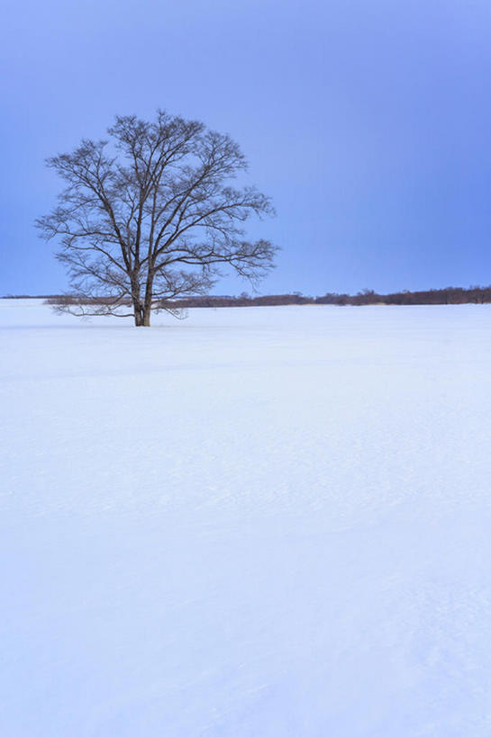 无人,竖图,室外,白天,雪,北海道,日本,冬天,树,风景,蓝天,天空,自然,宁静,bj175