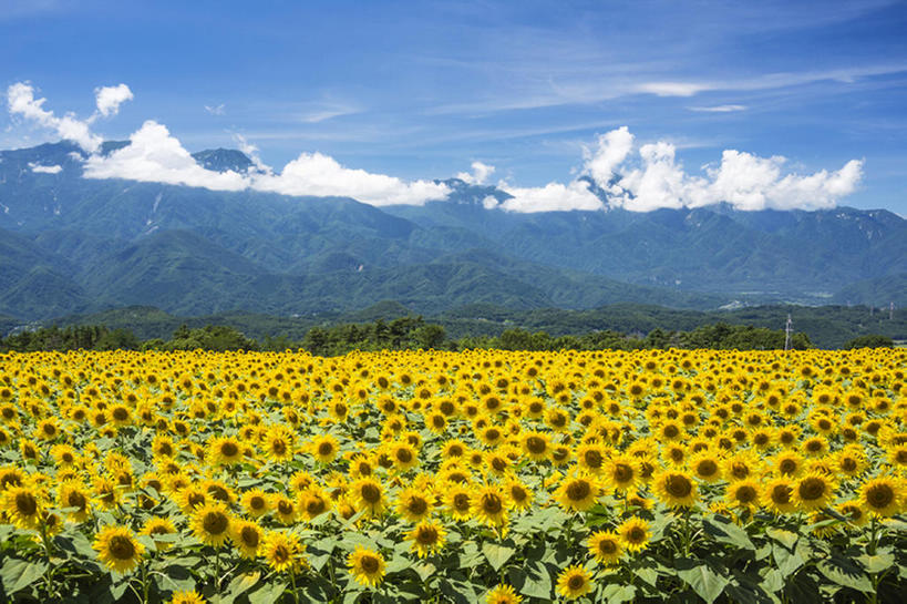 横图,室外,白天,山,太阳,植物,向日葵,日本,云,花,风景,天空,山梨县,bj175