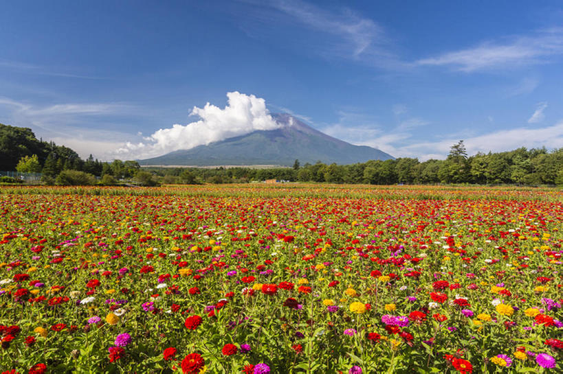 横图,室外,白天,山,植物,静冈县,日本,地形,花,风景,天空,富士,bj175