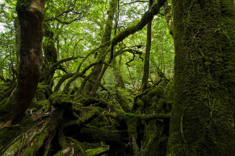 无人,横图,室外,白天,森林,日本,地形,根,苔藓,世界遗产,树,风景,自然,鹿儿岛县,联合国教科文组织,bj175