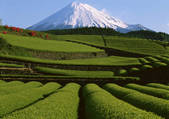 tkf001_137682