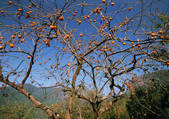 tkf001_137735