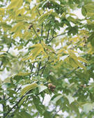 tkf001_790002