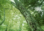 tkf001_794350