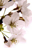 tkf001_798365