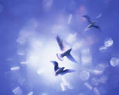 tkf001_798516