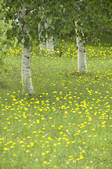 tkf001_798526