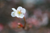 tkf001_806379