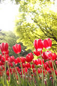 tkf001_809976