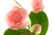 tkf001_816077