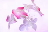 tkf001_816107