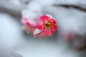 tkf001_820308