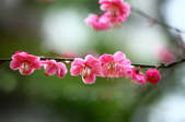 tkf001_820330