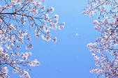 tkf001_556059