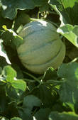 tkf001_696399
