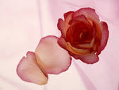 tkf001_696632