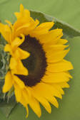 tkf001_702838