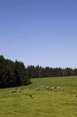 tkf001_916944